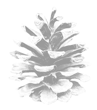 Pinecone illustration